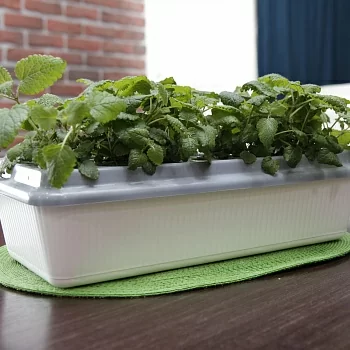 Домашняя чудо грядка "Здоровья КЛАД"